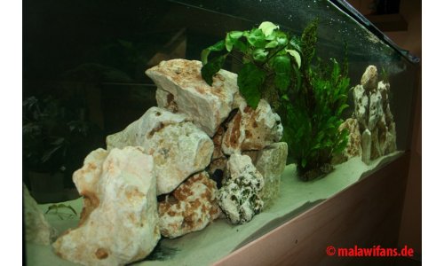 Malawi Mbuna Becken 500l